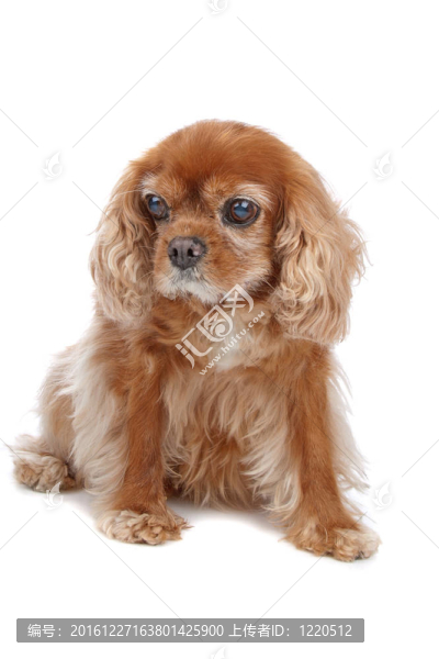 查理士王小獵犬