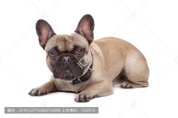 法國(guó)斗牛犬
