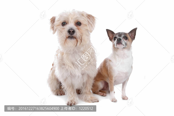 狗