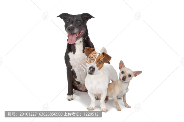 狗