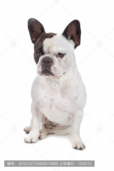 法國(guó)斗牛犬