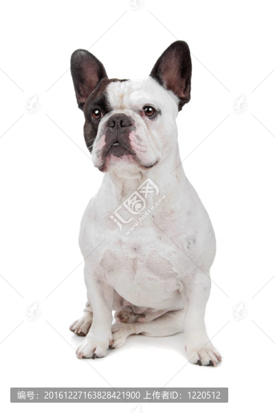 法國(guó)斗牛犬