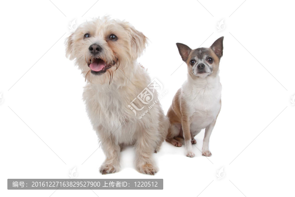 狗