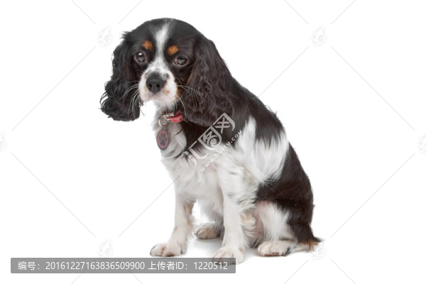 查理士王小獵犬