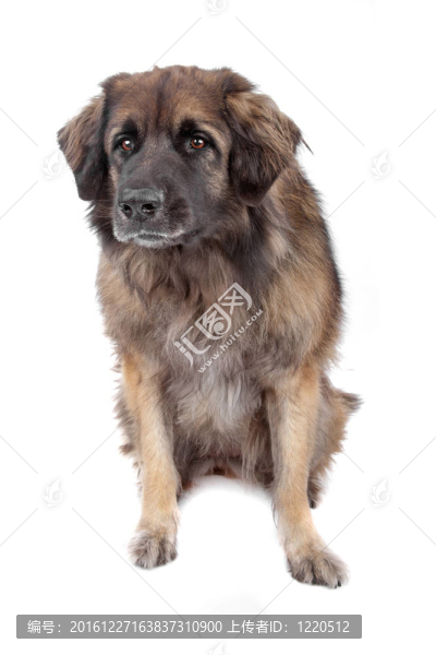 萊昂貝格犬