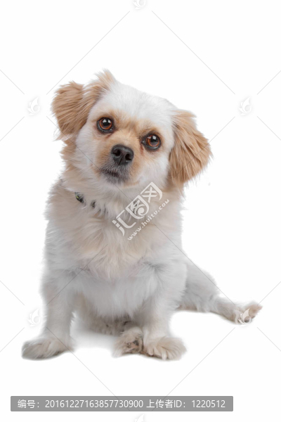 狗