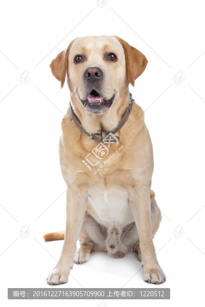 拉布拉多獵犬