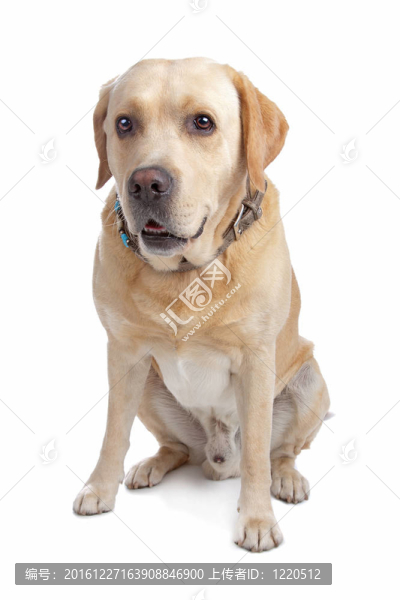 金毛尋回犬