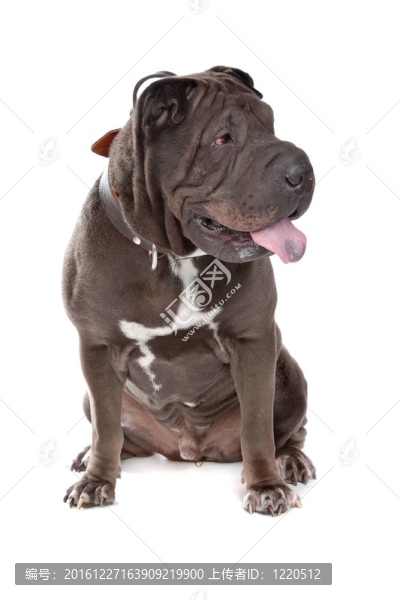 沙皮犬