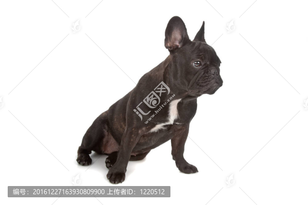 法國斗牛犬
