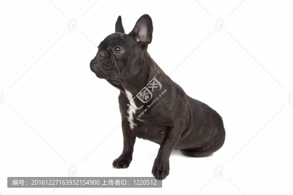 法國斗牛犬