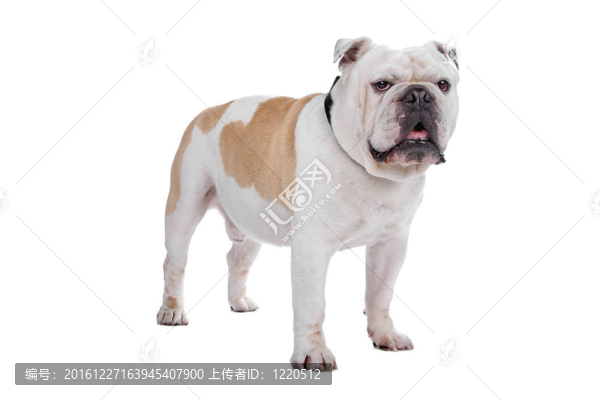 英國(guó)斗牛犬