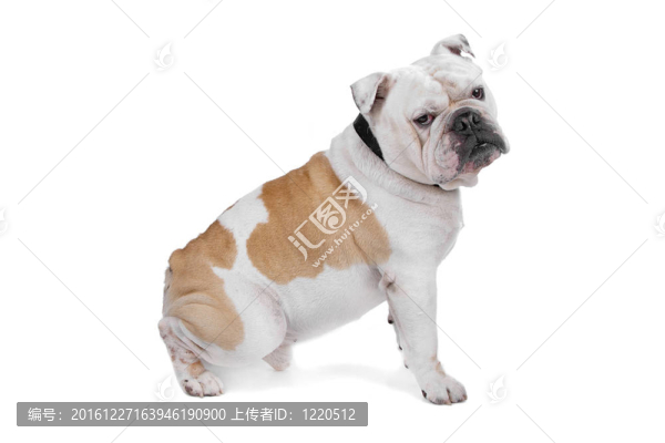 英國(guó)斗牛犬