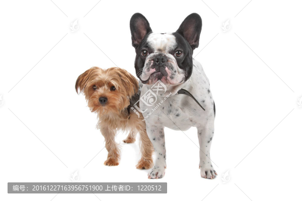 法國斗牛犬和約克郡地區(qū)