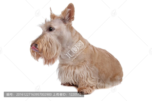 蘇格蘭梗