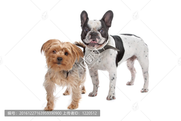 法國斗牛犬和約克郡地區(qū)