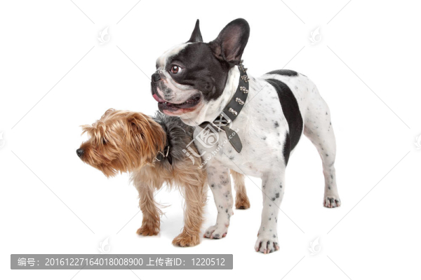 法國(guó)斗牛犬和約克郡地區(qū)
