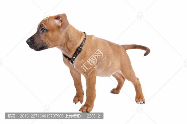 美國(guó)斯塔福德郡梗