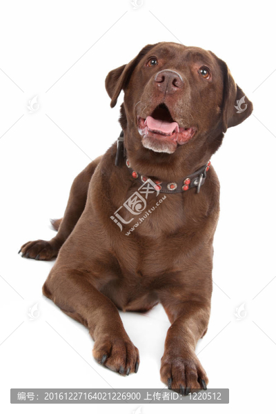 拉布拉多獵犬