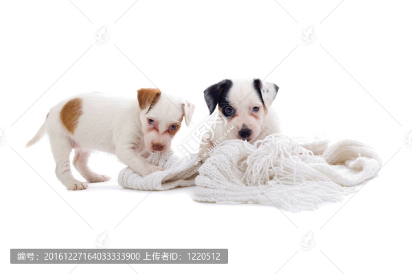 jack,russel梗