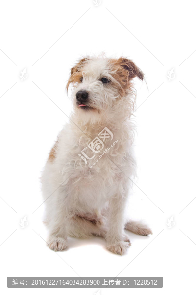 jack,russel梗
