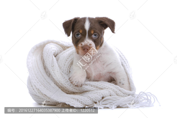 jack,russel梗
