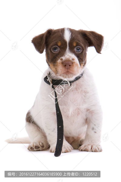 jack,russel梗