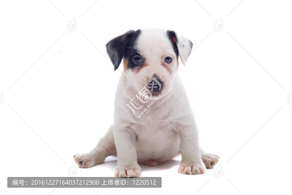 jack,russel梗
