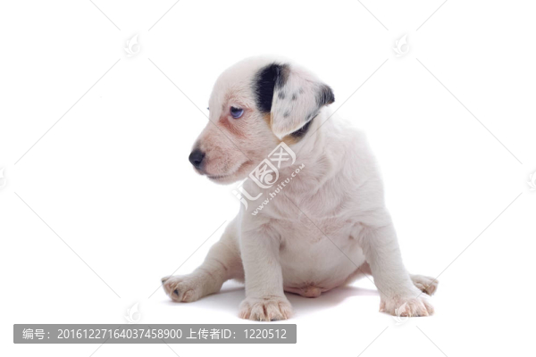 jack,russel梗