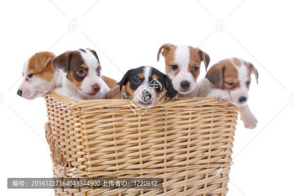 jack,russel梗