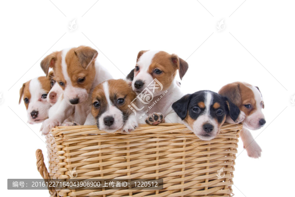 jack,russel梗
