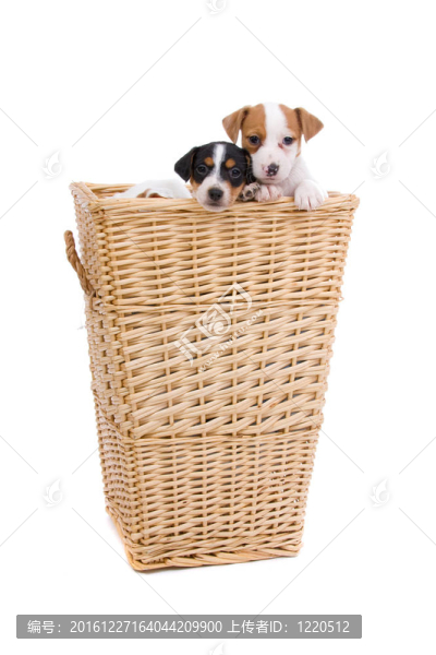jack,russel梗