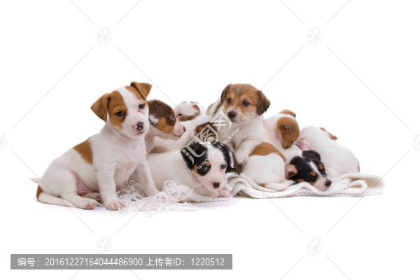 jack,russel梗