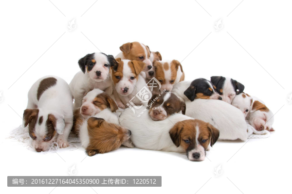 jack,russel梗