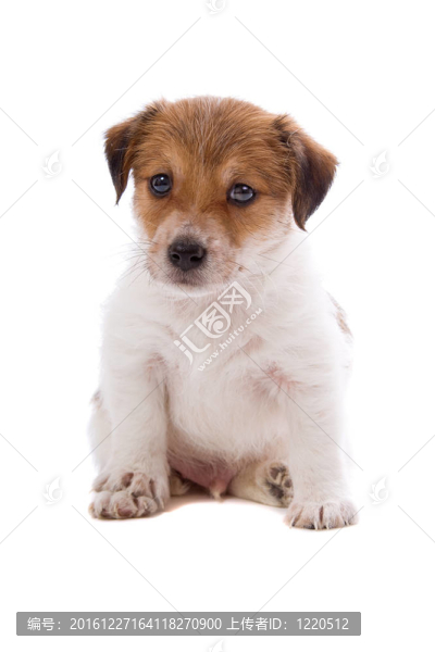 jack,russel梗