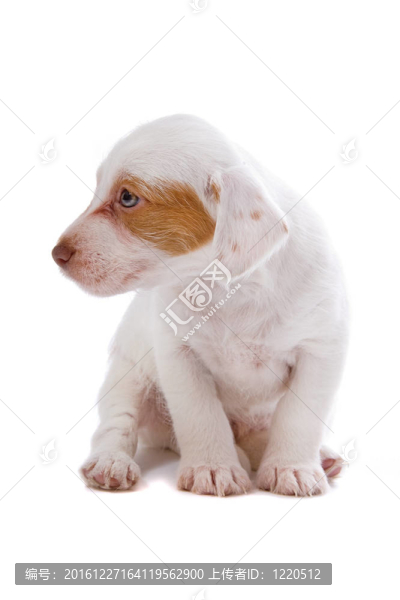 jack,russel梗