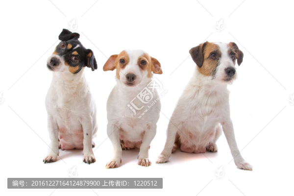 jack,russel梗