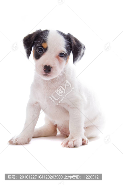 jack,russel梗