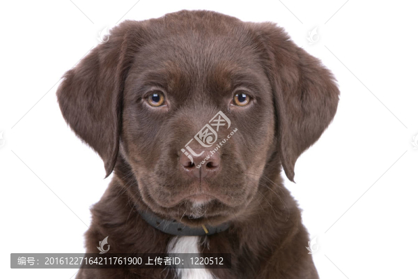 拉布拉多尋回犬