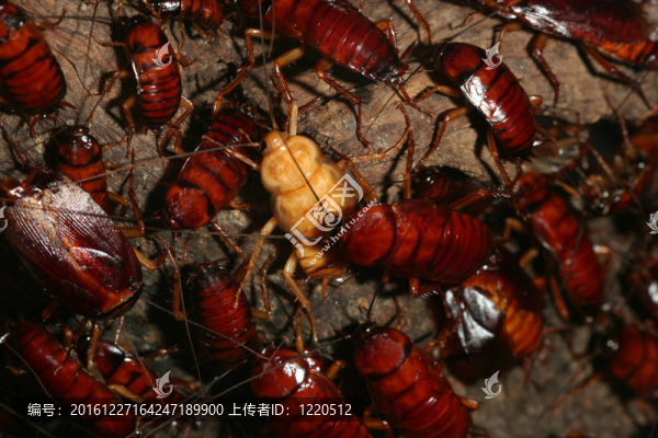 窩蟑螂