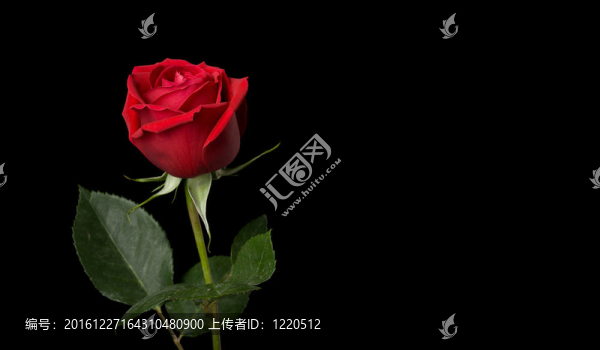 玫瑰系列