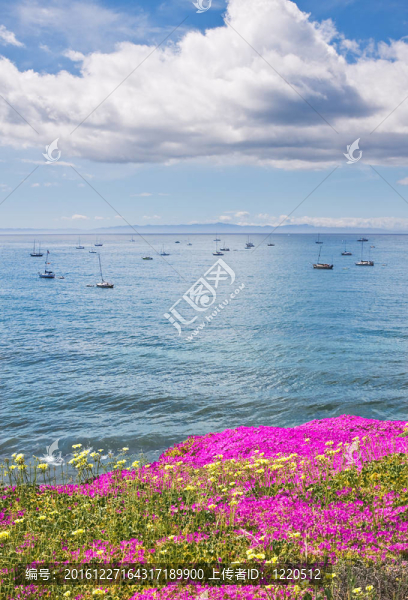 Santa,Barbara,Anchorage和Flowers