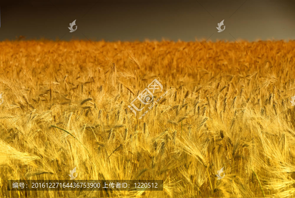 Golden,Cornfield（黑麥）在Pfalz；德國
