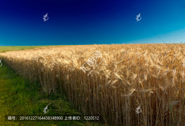 麥田（黑麥）在Pfalz與德國(guó)的深藍(lán)色的天空；
