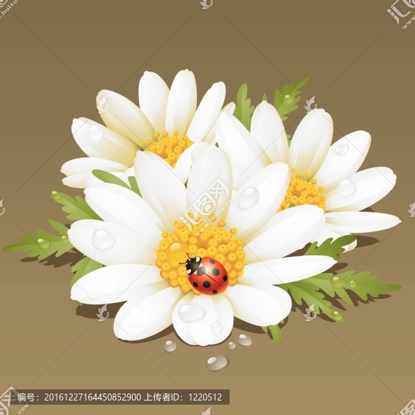 菊花裝飾。