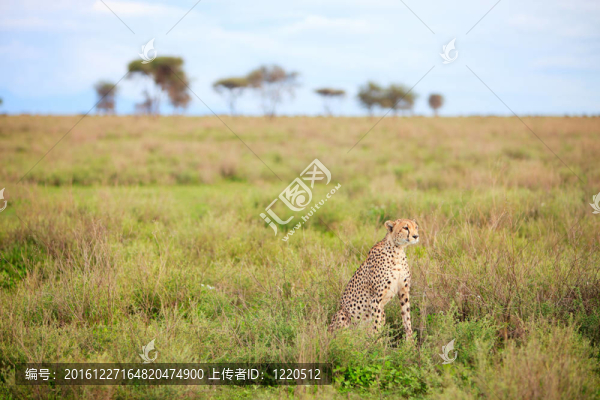 獵豹