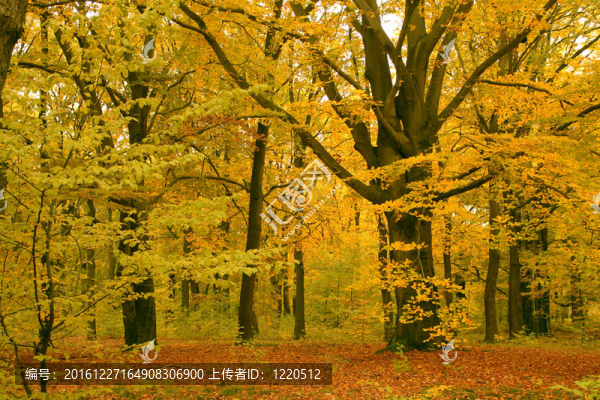 秋天的背景