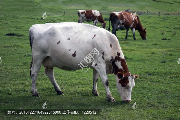 飼喂奶牛