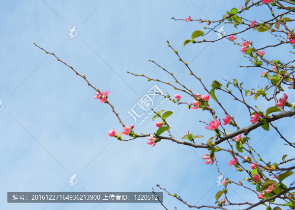 春天的花