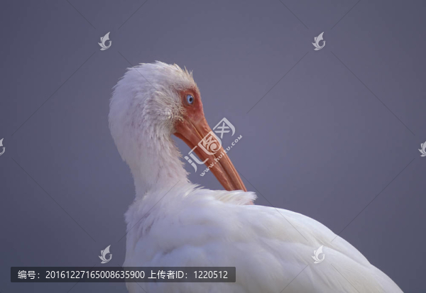 白朱鷺